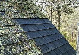 moss treatments